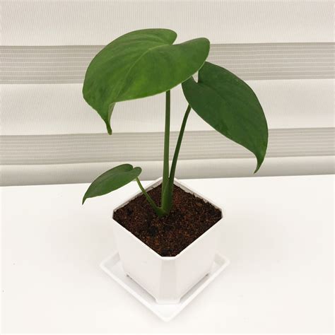 廁所耐陰植物|【廁所植物必學】6款常見植物，讓你打造綠意盎然的。